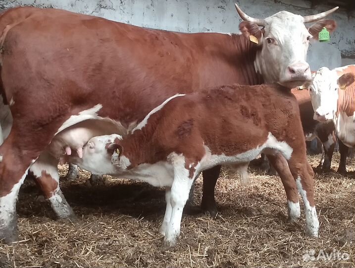 Телята герефорды