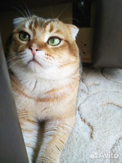 Вязка с вислоухим шотландский котом