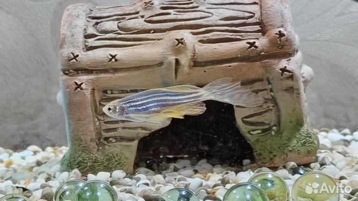 Аквариум с рыбками на 25 литров