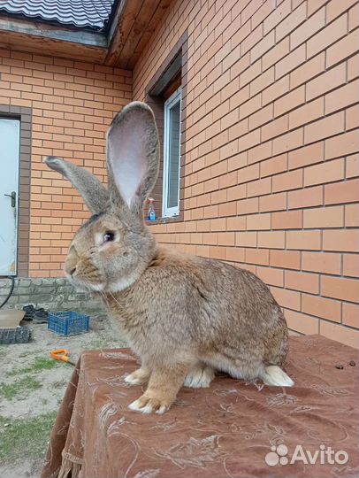 Кролики бельгийский великан
