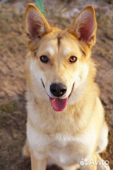 Метис лайки Рудик