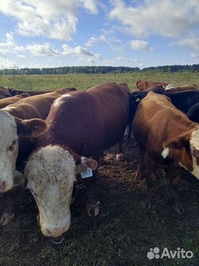 Быки на племя