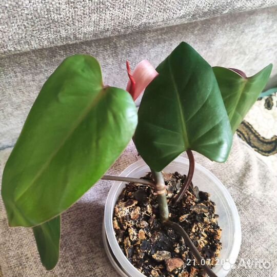 Филодендрон