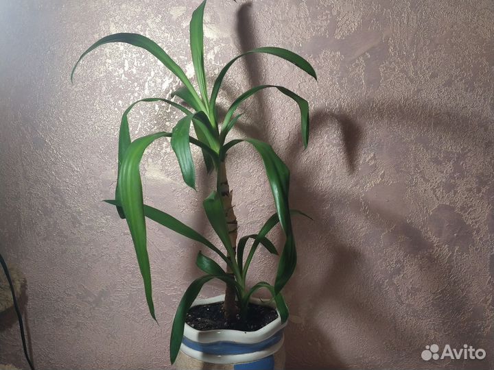 Пальма юкка