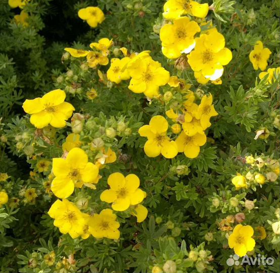 Декоративные многолетние растения