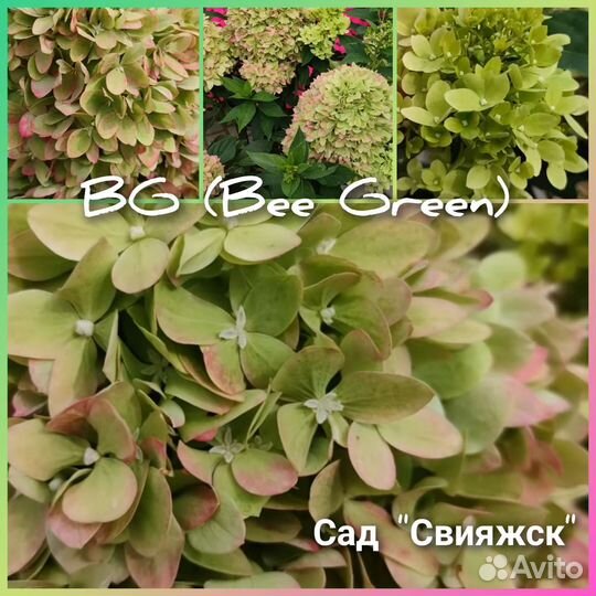 Гортензия BG