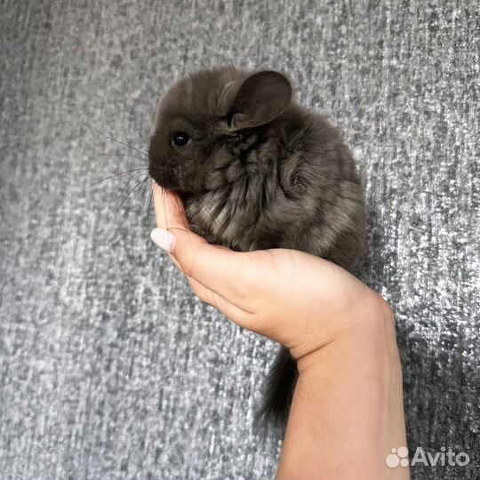 Шиншилла Фиолетовая Ангора