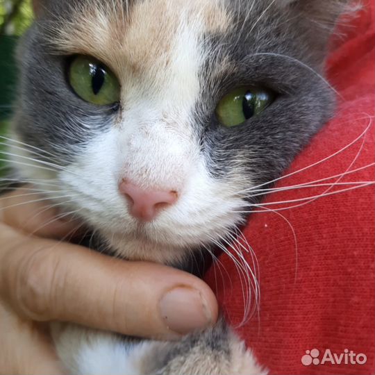 Милая кошечка Муся