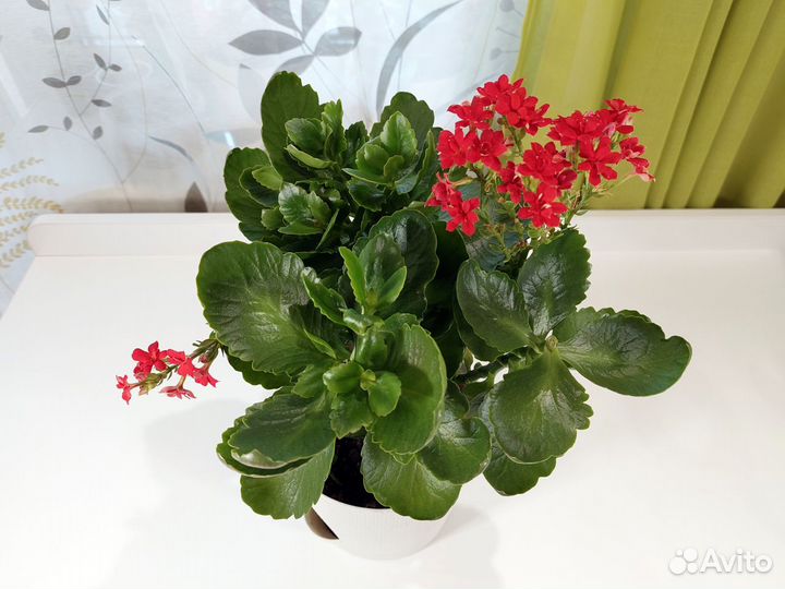 Цветущий каланхоэ Каландива отдам за шоколадку