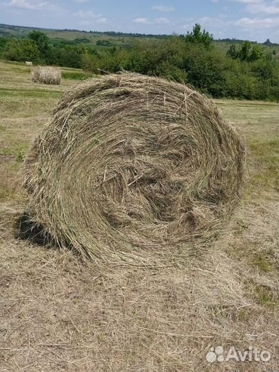 Сено в тюках