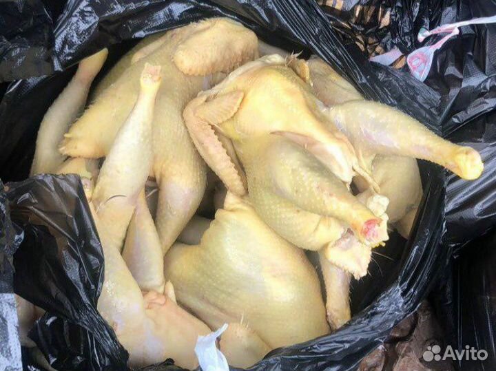 Куры домашние несушки