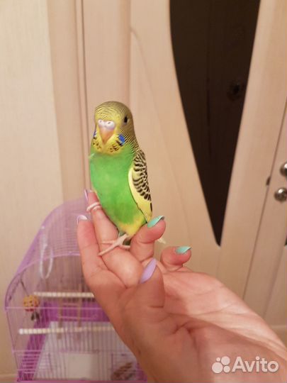 Волнистый попугай 40-45 дней