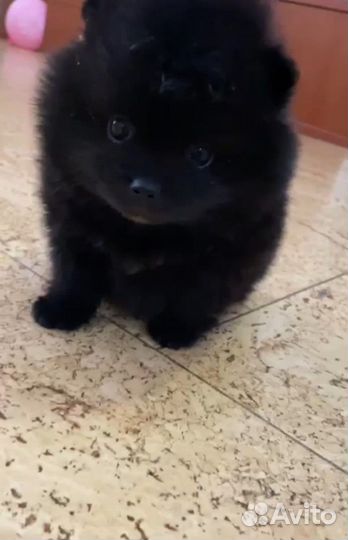 Померанский шпиц