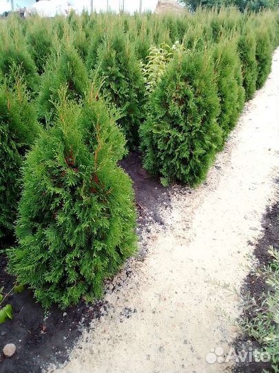 Туя смарагд