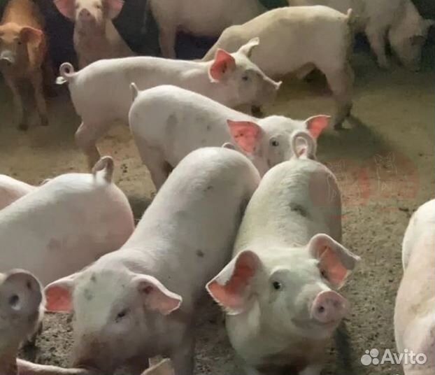 Свиная голова,свинина домашняя,вкусное мясо птицы