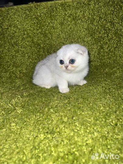 Котята с невероятными глазами