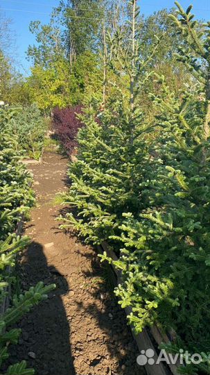 Ель-Пихта-Сосна