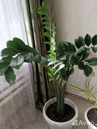 Замиокулькас