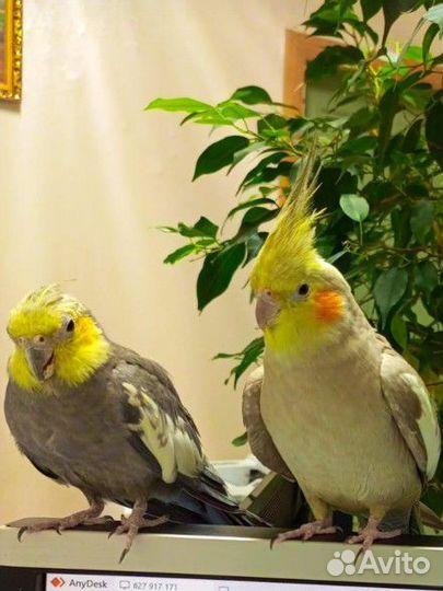 Попугай корелла с клеткой