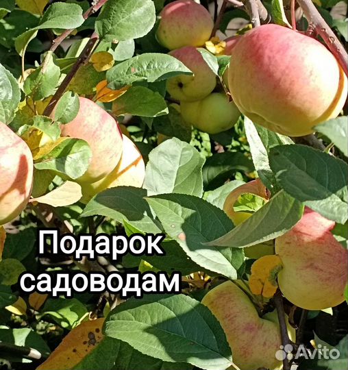 Саженцы яблони