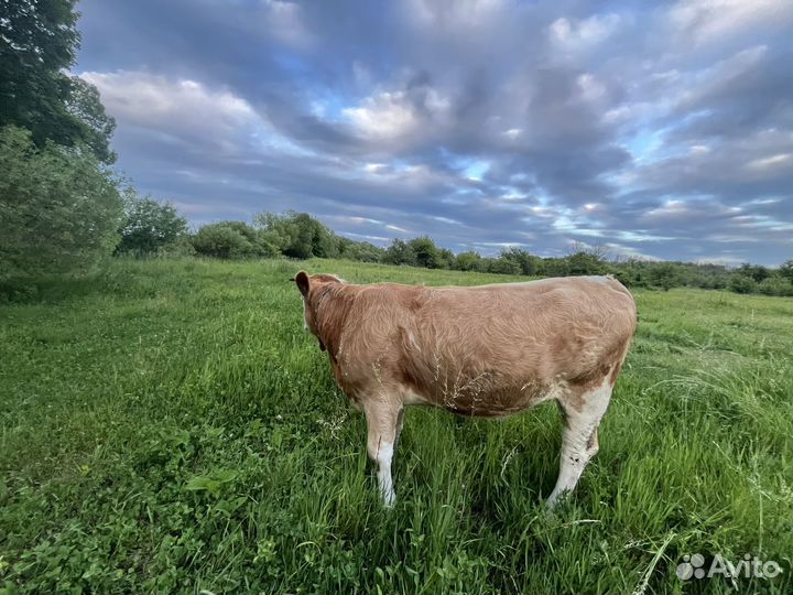 Телка стельная