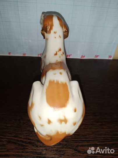 Большой Рыжий Пойнтер Дог. лфз