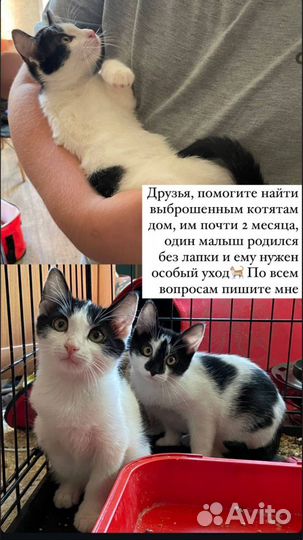 Котята в добрые руки бесплатно мальчики