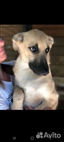 Щенок Лимон из приюта