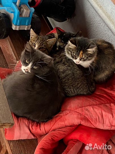 Котята в добрые руки бесплатно