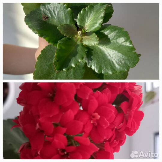 Комнатные растения