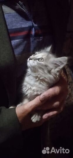 Кошка в дар бесплатно