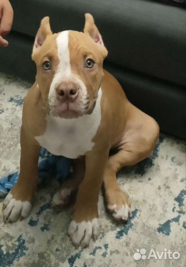 Американский буль