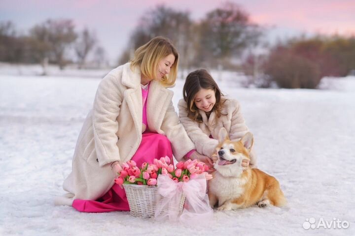 Собака для фотосессии корги