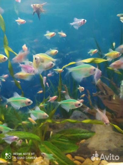 Карамельки- тернеции