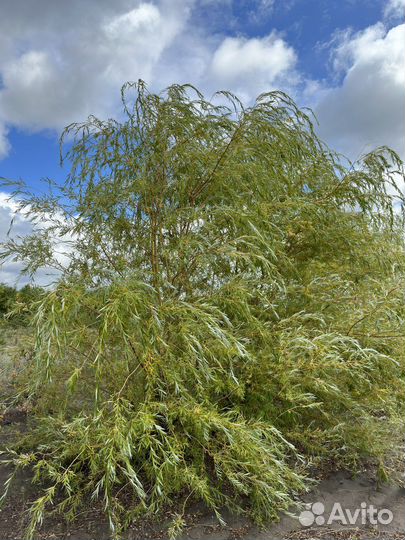 Ива, ирга, черноплодка, барбарис