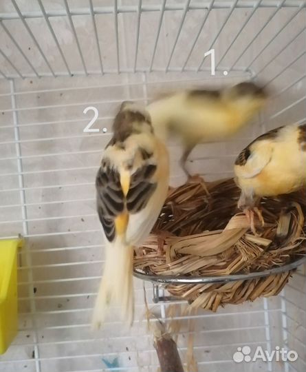 Птенцы канарейки