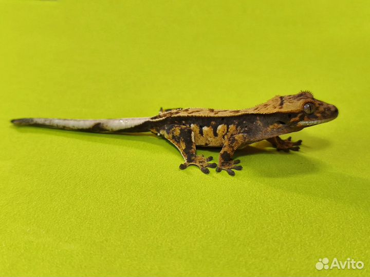 Реснитчатый бананоед, малыши. Correlophus ciliatus