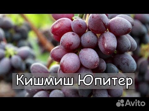 Выращивание винограда в домашних условиях, способы посадки и ухода — Клуб растений