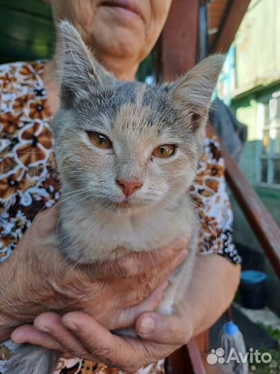 Отдам в добрые руки котенка