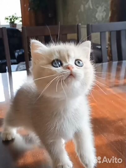 Британский котик