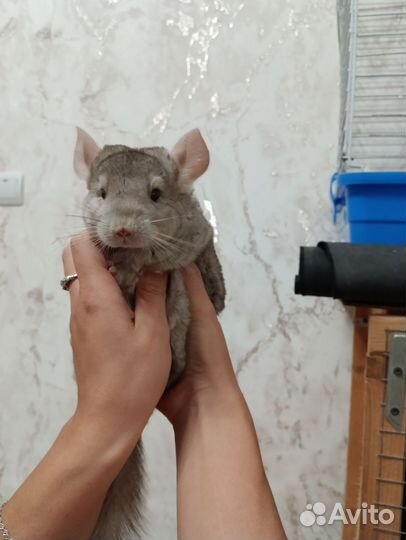 Шиншилла