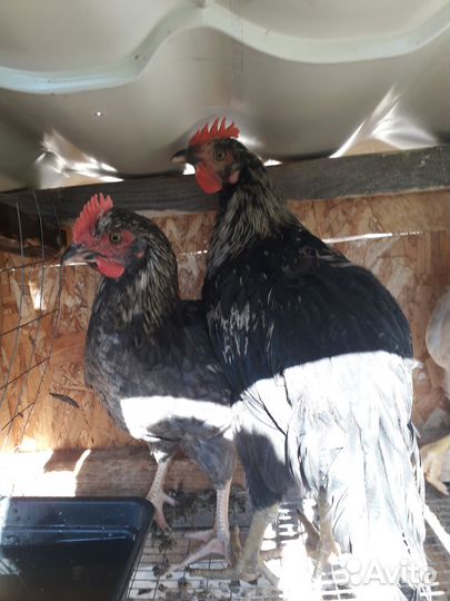 Продам молодых петухов адлерских и микс