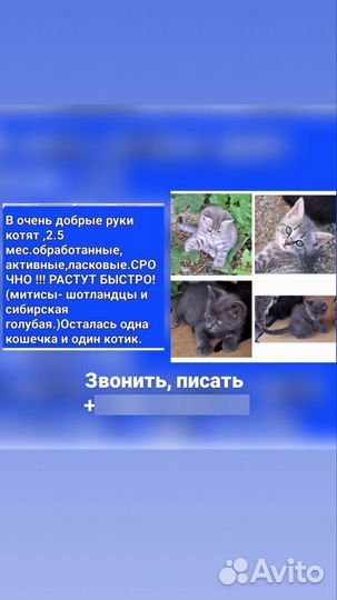 Котенок,девочка