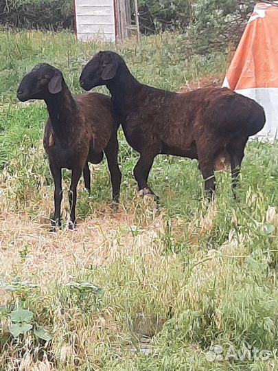 Баранчики Гиссарские