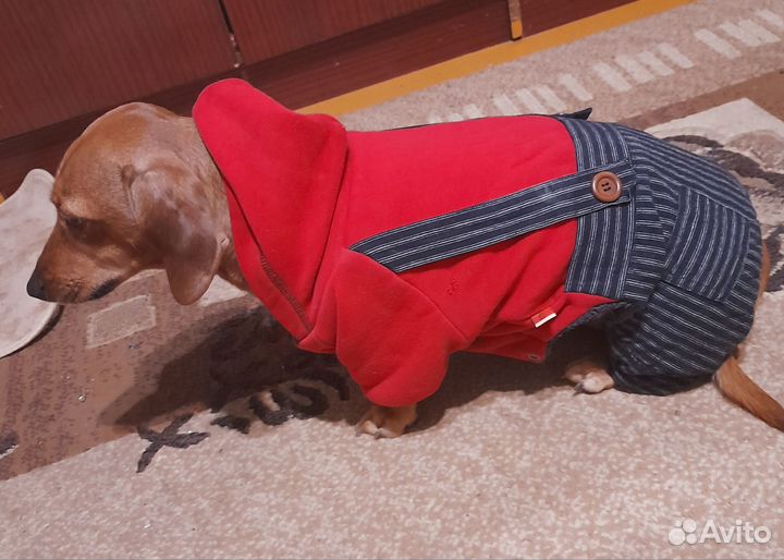 Одежда для собак мелких пород зима