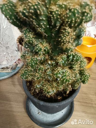 Цветы комнатные