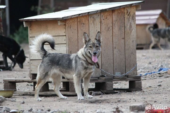 Капля