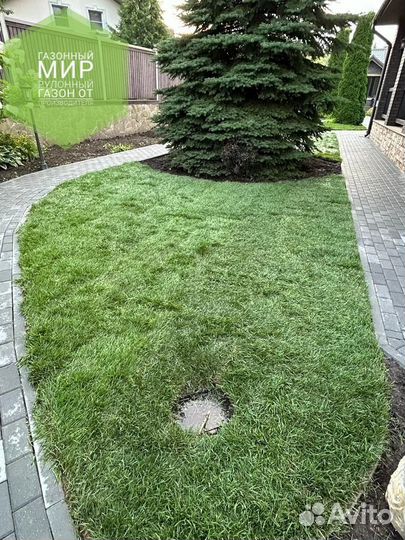 Рулонный газон