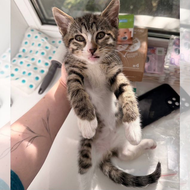 Котёнок в добрые руки