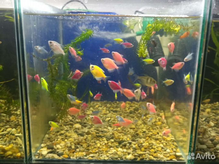 Аквариумные рыбки